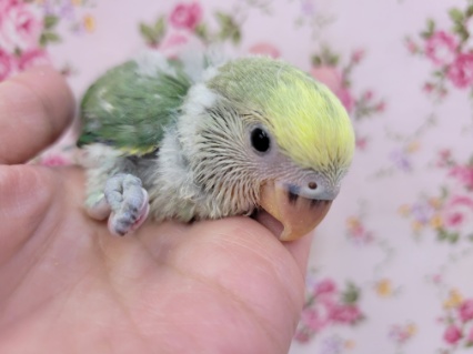 うっぶうぶのコザクラインコさん☆