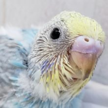 元気モリモリセキセイインコレインボー