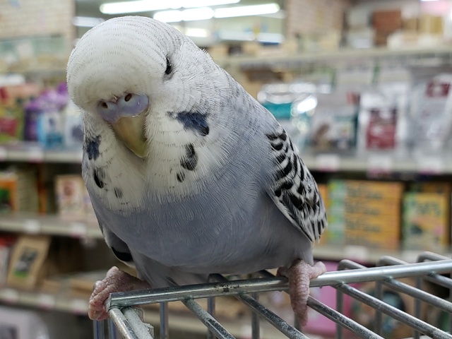 むくっ！ジャンボセキセイインコ　2021年08月29日