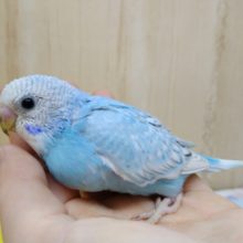 大人気！爽やかカラーのセキセイさんが来ましたよ〜