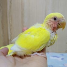 鮮やかな黄色とキラキラの赤い目！小桜インコゴールデンルチノー来ましたよ〜