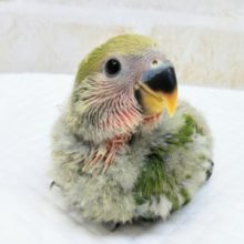 🌸やって来ました～👍 コザクラインコ(ノーマル)