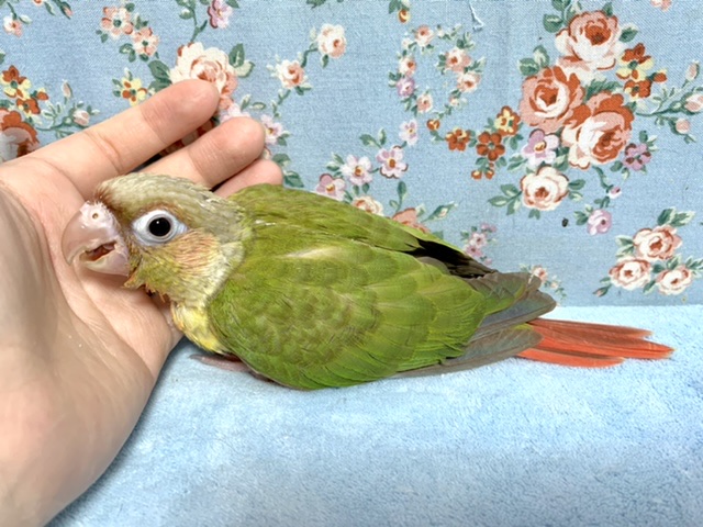 ホオミドリウロコインコ