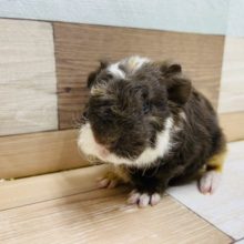 くるくるの可愛さ！テッセルモルモットの三色カラー！