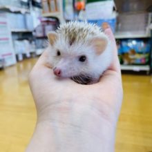 超ホヤホヤ最新画像☆抱っこOK！ハリネズミシナモンカラーの男の子！