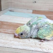 ｷﾚｲ！個性光るセキセイインコ～　パステルカラーレインボースパングル