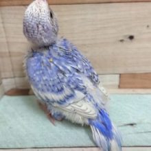 背中がｷﾚｲ☆　セキセイインコ　スパングルになりますっ