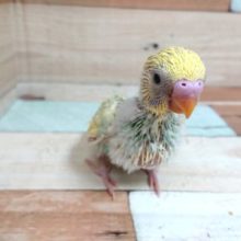 一目ぼれするかもっ♪　セキセイインコ　パステルレインボーパイド☆