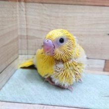 安定の人気モノ！！！！セキセイインコ　ダブルファクター　イエローです