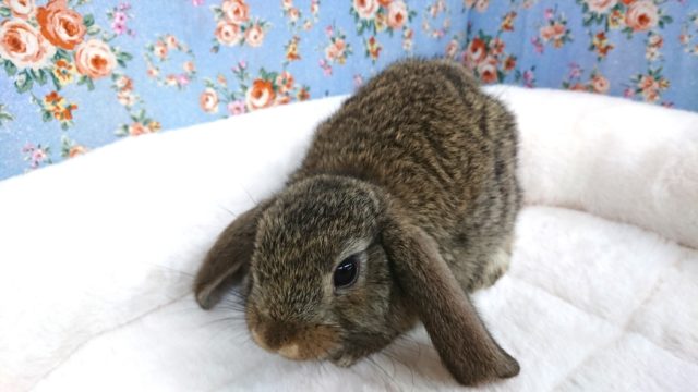 大きなお耳のウサギさん ロップイヤーです 東京からもほど近い 千葉県 神奈川県 埼玉県でロップイヤー を販売するペットショップ