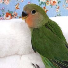 順調順調♪コザクラインコ ノーマルです☆