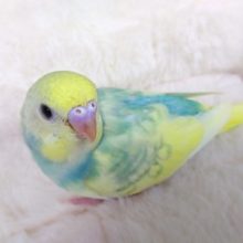 爽やかｷﾚｲなセキセイインコ　パステルレインボーパイド