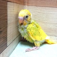 ものすごく元気いっぱい！セキセイインコ　スパングルパイド～