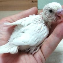 なんか、笑顔がｽﾃｷ☆　真っ白～セキセイインコ　ダブルファクター