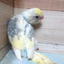 特別感いっぱい！　セキセイインコ　パステルレインボーパイド☆　