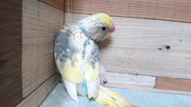 特別感いっぱい！　セキセイインコ　パステルレインボーパイド☆　