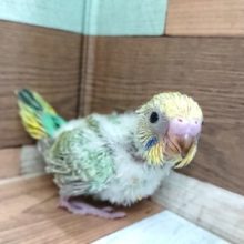 エメラルドグリーンがｷﾚｲ☆　セキセイインコ　パステルカラーレインボー