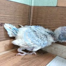 はじけそうです！　セキセイインコ　スパングル