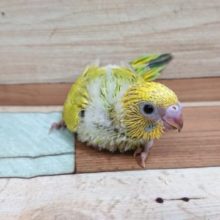 柚子を広げたような。。セキセイインコ　スパングル