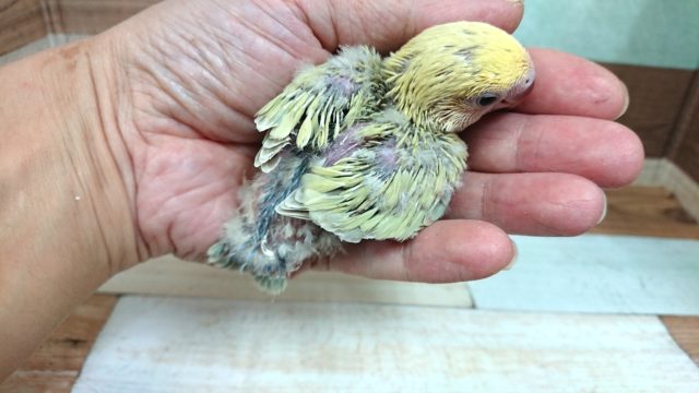 コザクラインコ（小桜インコ）