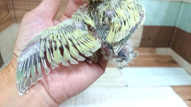 コザクラインコ（小桜インコ）