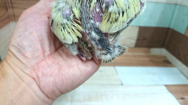 コザクラインコ（小桜インコ）