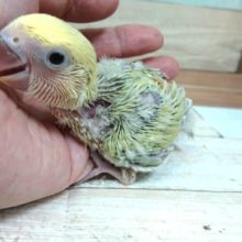 甘えちゃうプロっ　コザクラインコ　シナモン