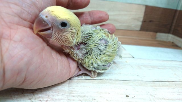 甘えちゃうプロっ　コザクラインコ　シナモン