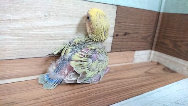 コザクラインコ（小桜インコ）