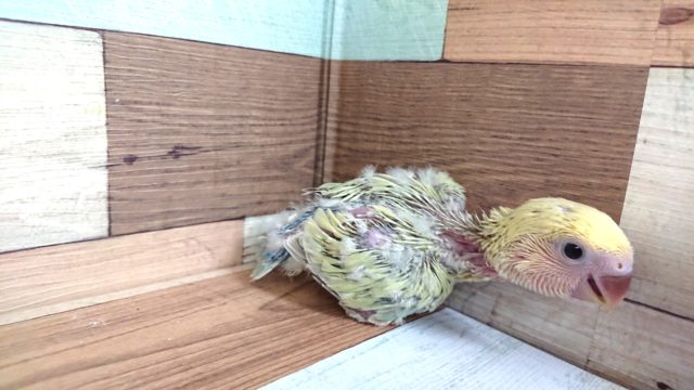 コザクラインコ（小桜インコ）