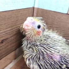 久々ですねっ　オカメスマイル☆　オカメインコ　シナモンパール