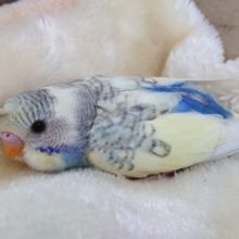 ちょぴーーんっ☆クセ毛が可愛い♪♪　セキセイインコ　パステルレインボーパイド