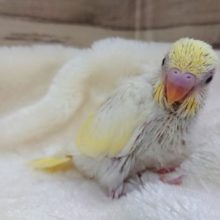 ﾚｱ！久々のクリームさん☆　セキセイインコ　クリームになります