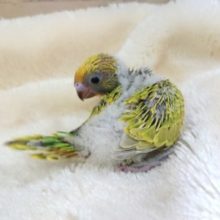 パタパタ、元気いっぱい☆　セキセイインコ　スパングルです！