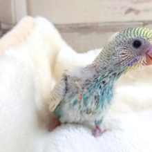 なかなかの美鳥さんです☆　セキセイインコ　パステルレインボーパイド