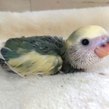 かなり個性派！☆　コザクラインコ　ブルーチェリーパイドっ