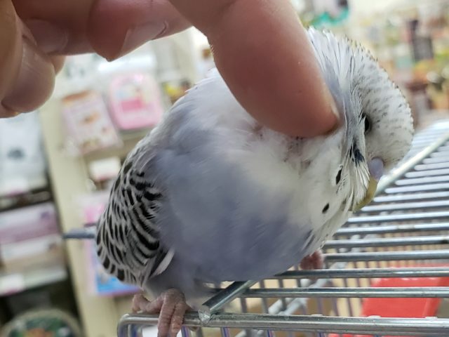 ジャンボセキセイインコ