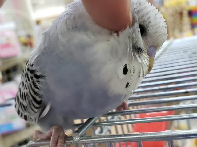 ジャンボセキセイインコ