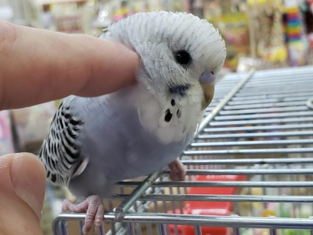 ジャンボセキセイインコ