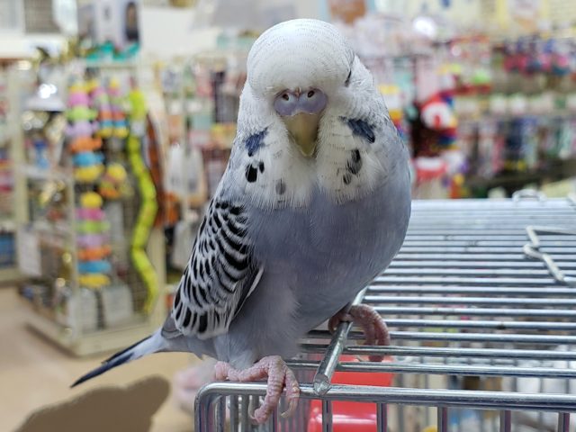 ジャンボセキセイインコ