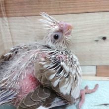 安定のムチムチ感♬　オカメインコ　ホワイトフェイスシナモンパールパイド