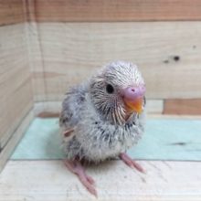 お初でｺﾞｻﾞｲﾏｽ！！セキセイインコ　モーブパイド