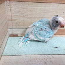 人気の手のりインコ～　セキセイインコ　スパングルパイド