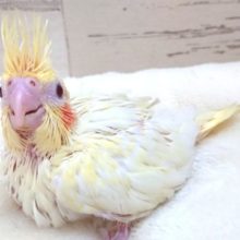 お待たせしましたっ！オカメインコでｺﾞｻﾞｲﾏｽ　ルチノー　2021　９月３０日