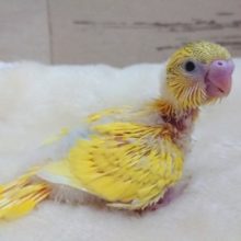 ちょっとﾚｱかも！ほぼイエローのパイドさんっ　セキセイインコ　2021　 ９月３０日