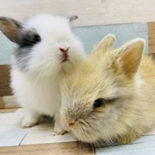 お人形ですか？ふわふわなライオンラビット！