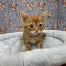 守ってあげたくなっちゃいます☆　アメリカンショートヘアの男のコ 2021.9/15撮影