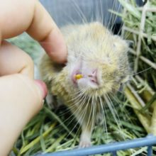 可愛い気分屋くんのスマ〜イル☆サンドデグーくん！
