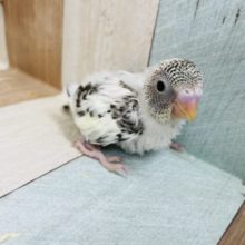 ワタワタポヤポヤ♡セキセイインコヒナ(4色ハルクイン)