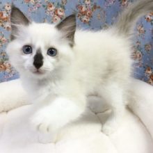 ラグドール(シールポイント)男の子　2021年7月1日生まれ　入舎！！